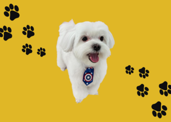 Pets ganham status de filhos e movimentam bilhões no Brasil