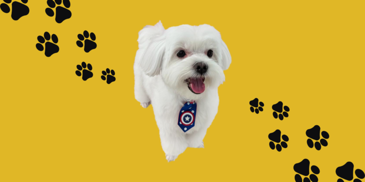 Pets ganham status de filhos e movimentam bilhões no Brasil