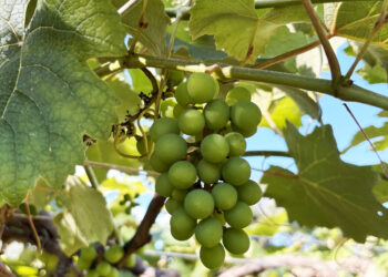 Terroir do Cerrado: das garrafas ao turismo