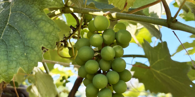Terroir do Cerrado: das garrafas ao turismo
