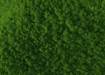 Carbono zero: desafios e oportunidades para o Brasil até 2050