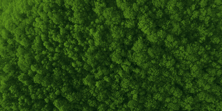 Carbono zero: desafios e oportunidades para o Brasil até 2050