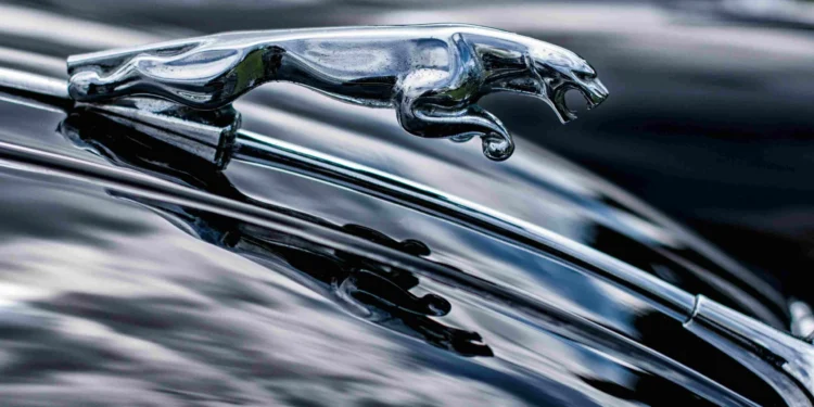 O rugido que virou miado