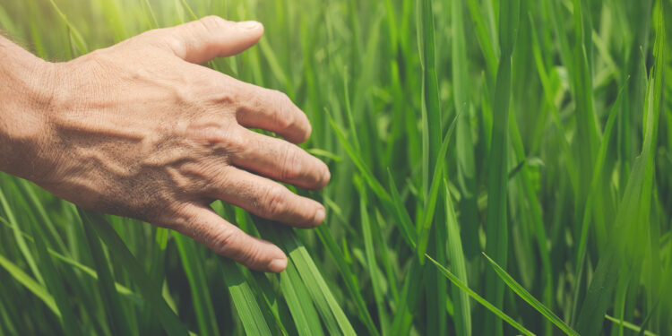 Agronegócio: a bola da vez para a Receita Federal