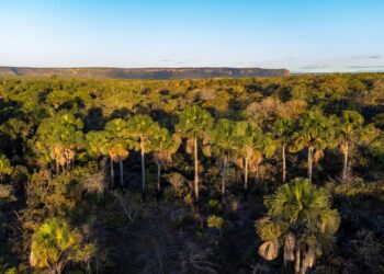 Brasil entre crises e oportunidades, Goiás se destaca