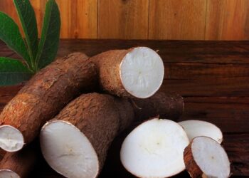 Produção de mandioca cresce em Goiás 