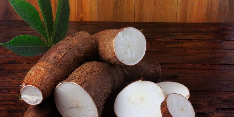 Produção de mandioca cresce em Goiás