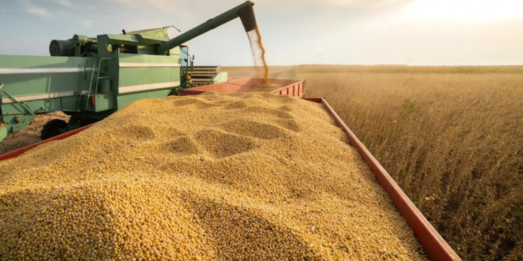 Soja tem previsão de novo recorde na série histórica em 2026