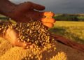 Estimativa projeta novo recorde na safra de soja
