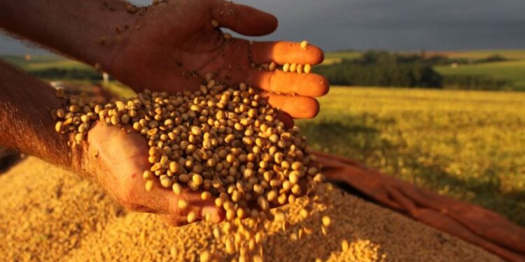 Estimativa projeta novo recorde na safra de soja