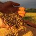 Estimativa projeta novo recorde na safra de soja