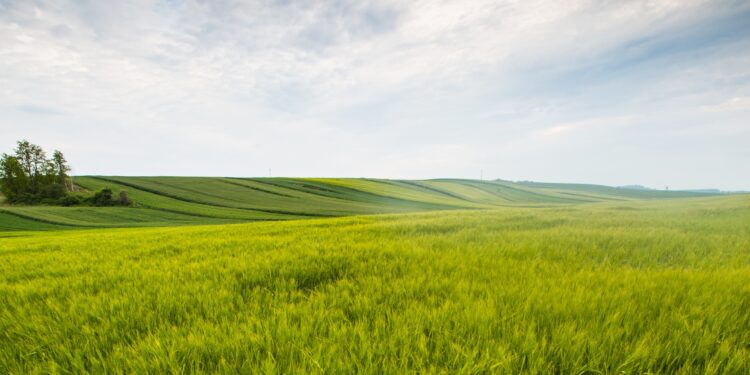 O Produtor, o termômetro e o oceano